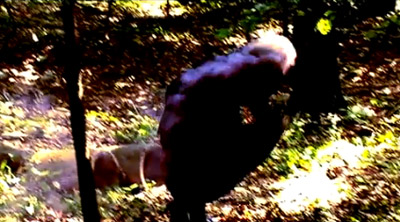 Animal Colletive - ODDSAC