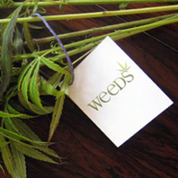 Weeds - Buquê de Maconha