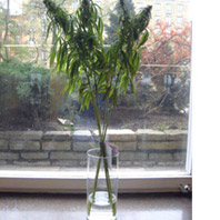 Weeds - Buquê de Maconha